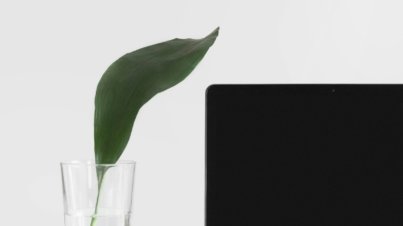 MacBook Pro beside plant in vase