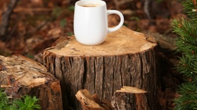 a cup of coffee sitting on top of a tree stump