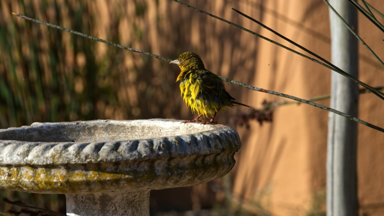 green and yellow bird on gray concrete post during daytime