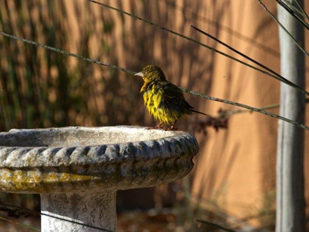 green and yellow bird on gray concrete post during daytime