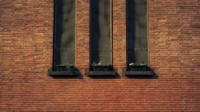 three potter plants on window