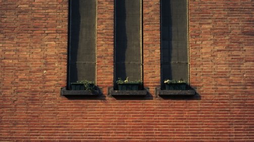 three potter plants on window
