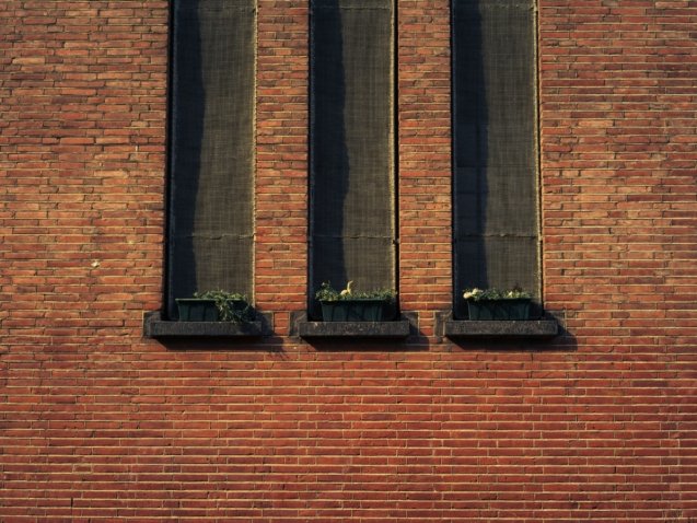 three potter plants on window